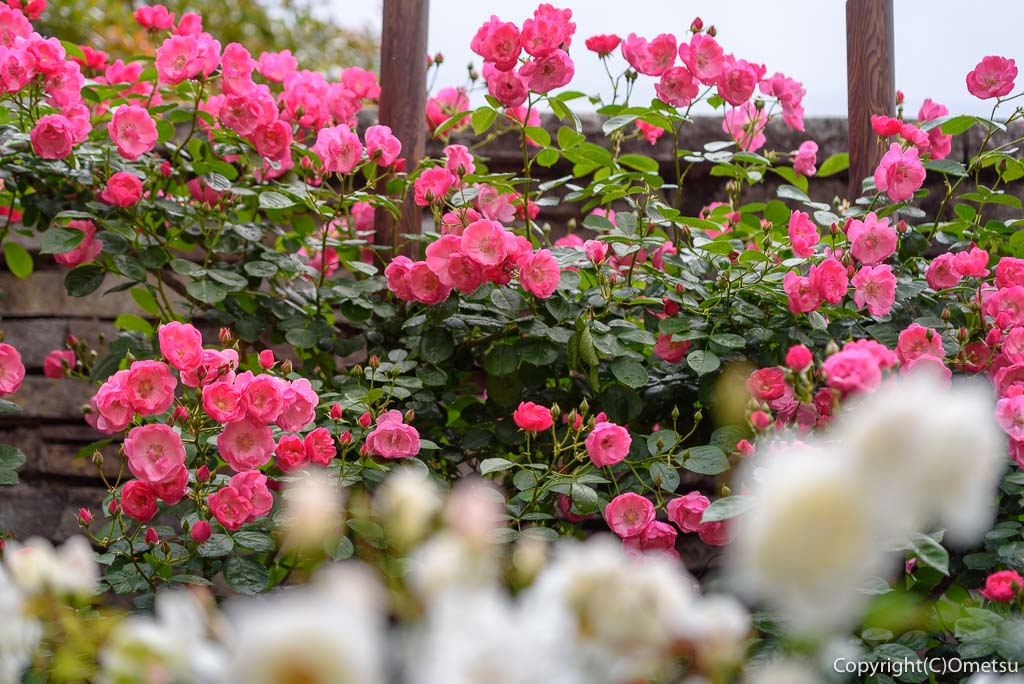 あきる野市・秋留台公園の、バラ園の花壇