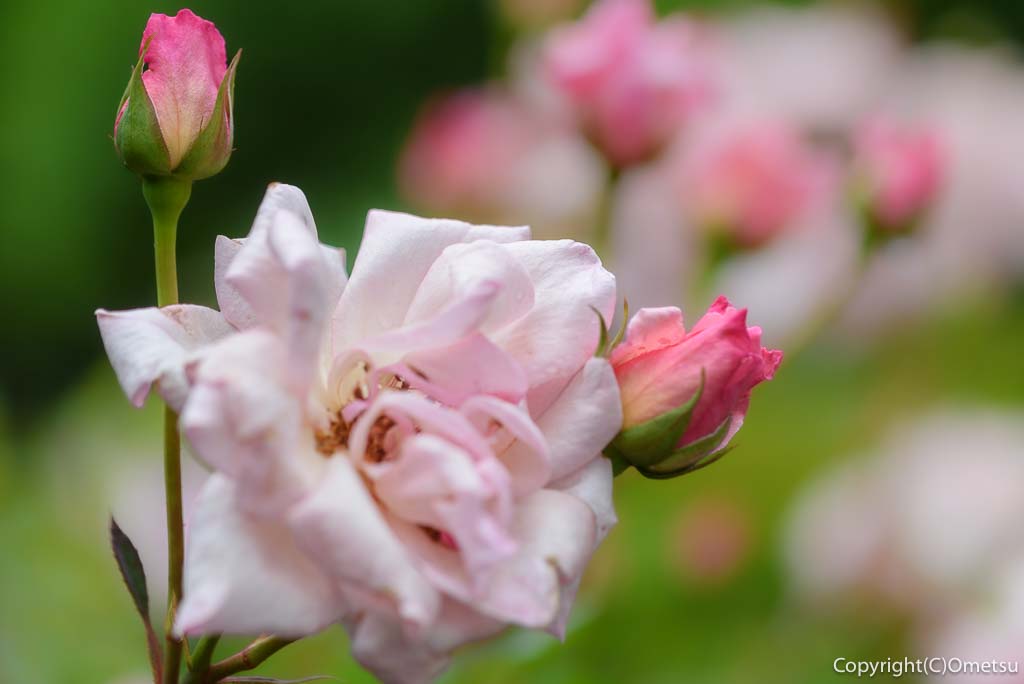 あきる野市・秋留台公園の、バラ園の、プリンセス・ミチコのバラ