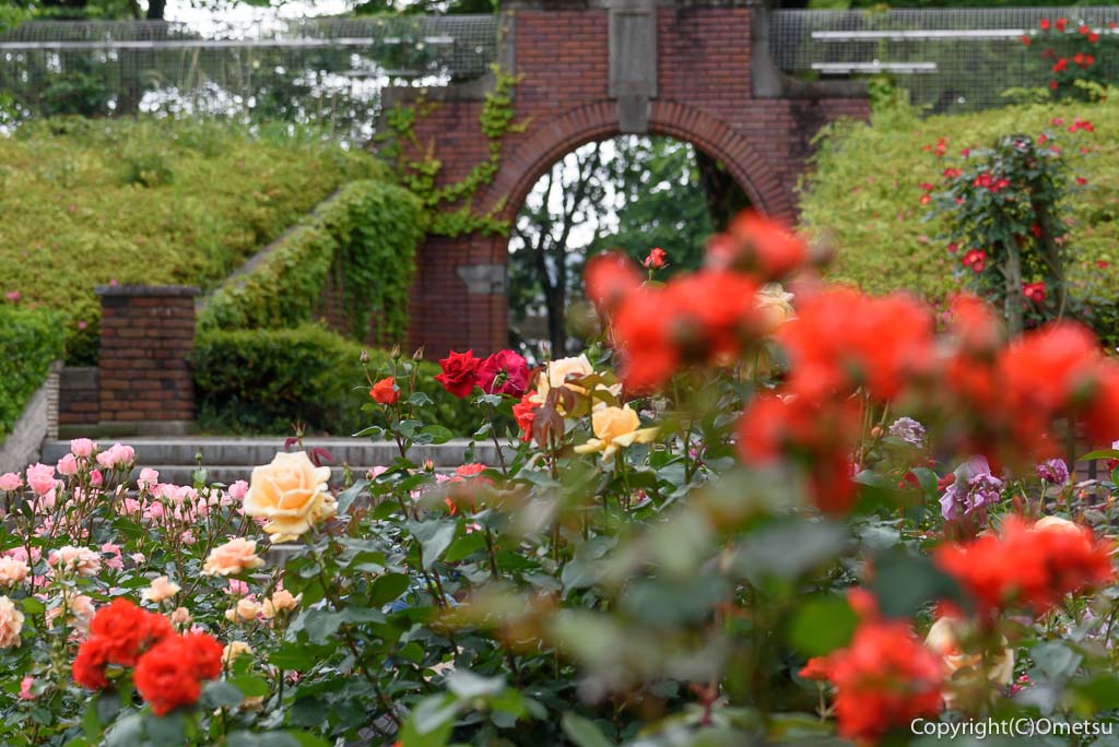 あきる野市・秋留台公園の、バラ園の花壇と、レンガのアーチ