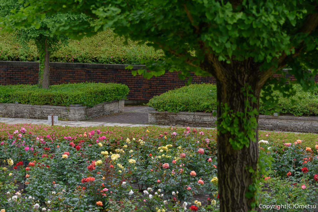 あきる野市・秋留台公園の、バラ園の花壇と、レンガ