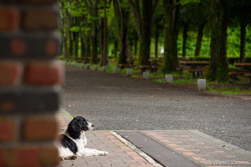 あきる野市・秋留台公園の、犬