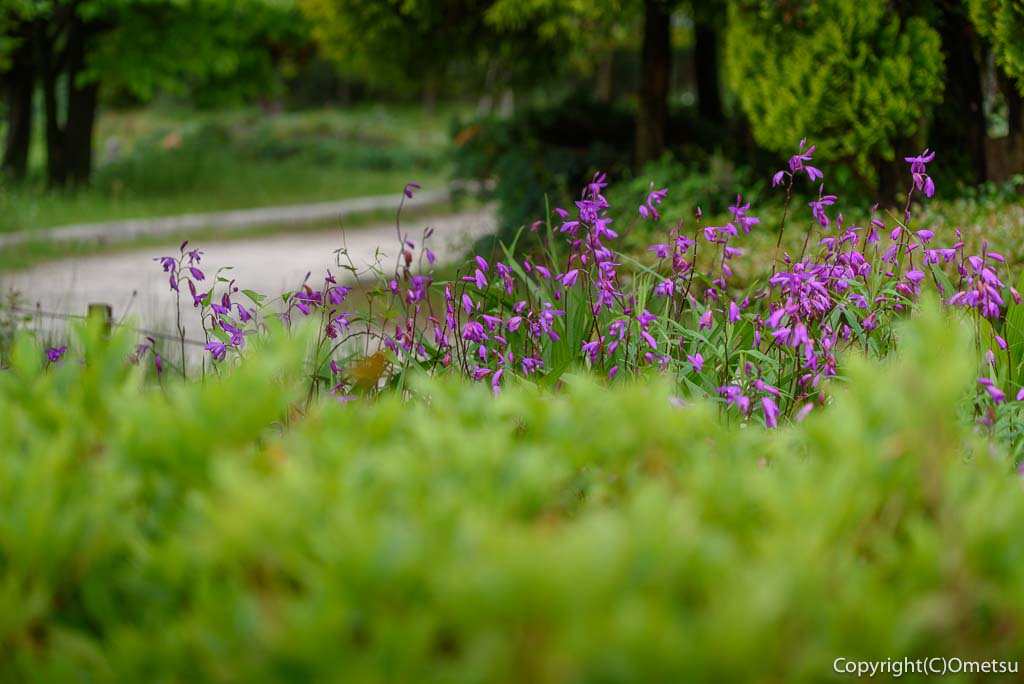 あきる野市・秋留台公園の、コスモスの丘の、まいまい花壇の、小径。
