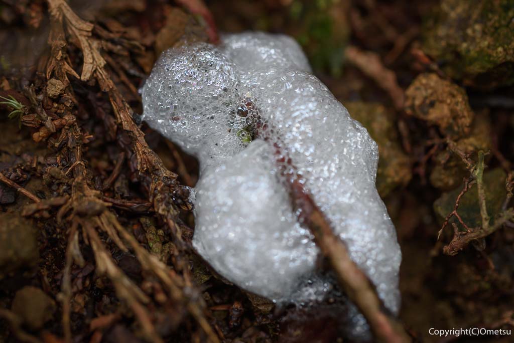 青梅丘陵の、アワフキムシ