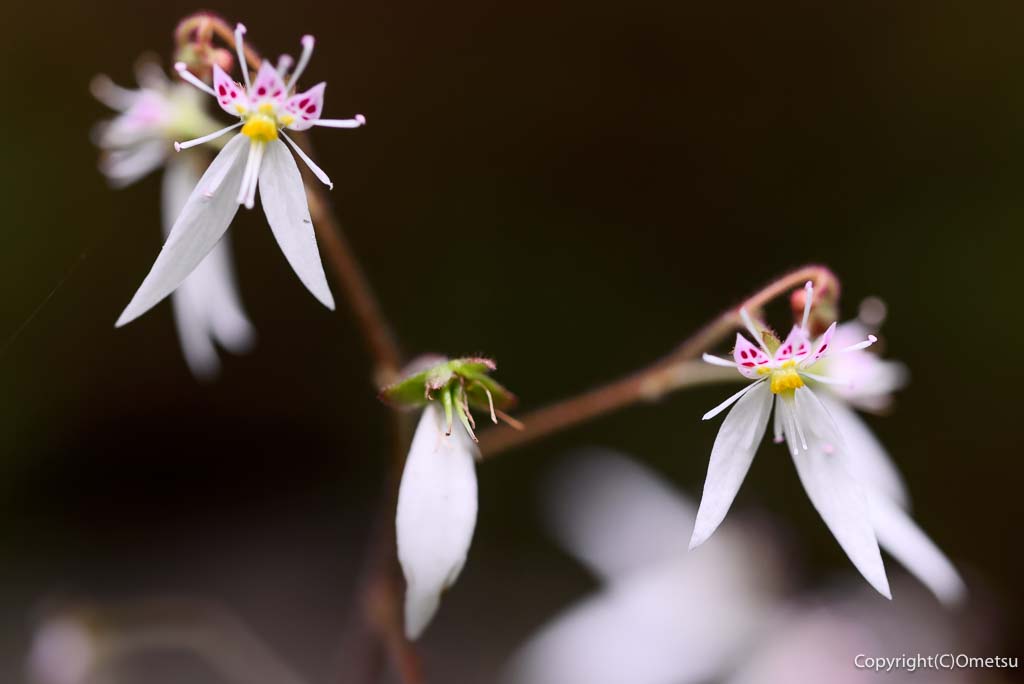 青梅丘陵の、ユキノシタ