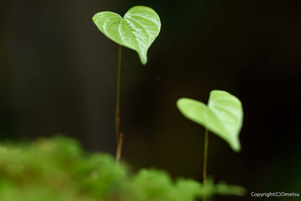 青梅丘陵の苔と葉っぱ