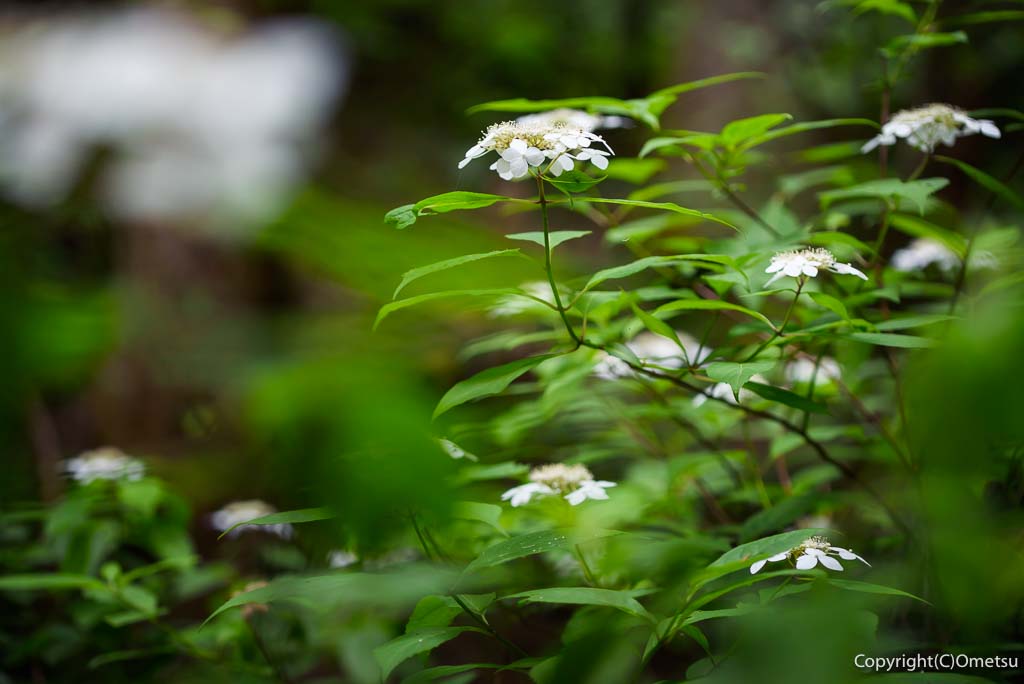 青梅丘陵の、アジサイ