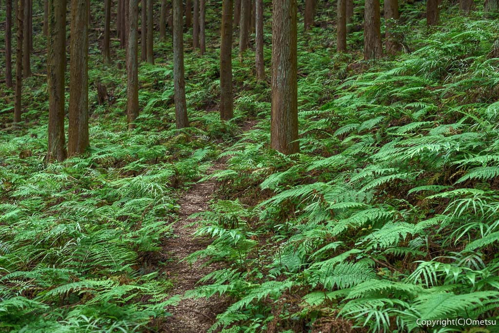 二俣尾〜名郷峠・登山道の森