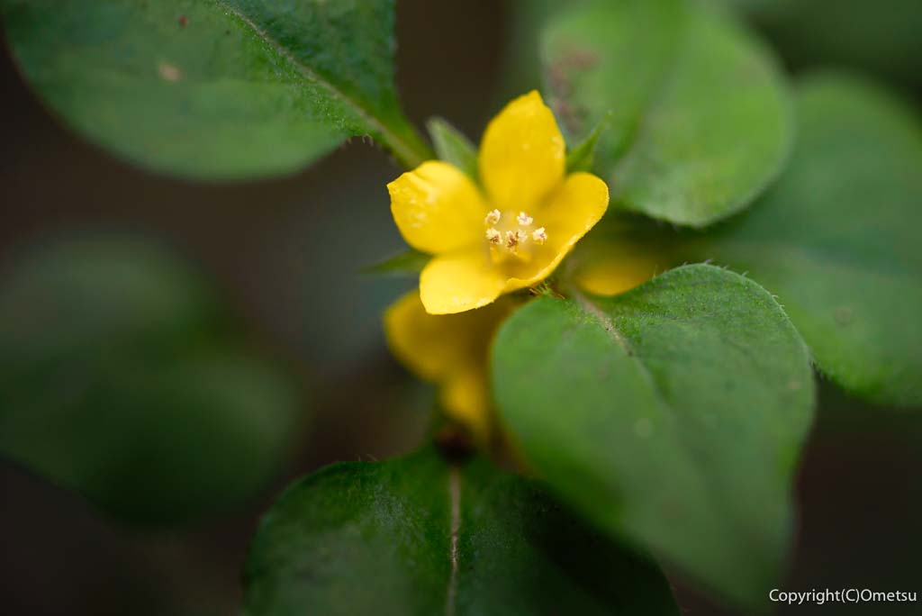 青梅丘陵の、コナスビの花