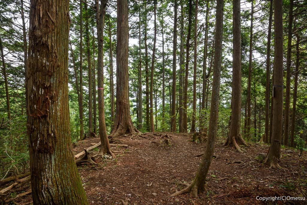 青梅丘陵・辛垣山・山頂の森