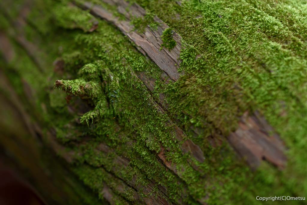 青梅丘陵・辛垣城跡の、苔むす倒木