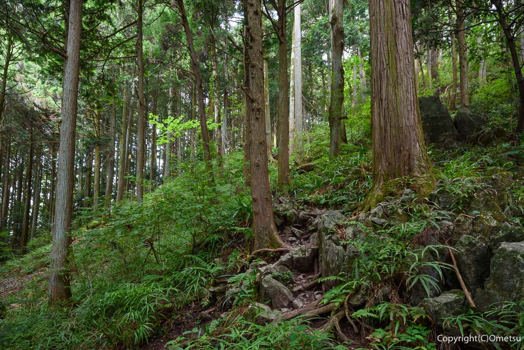 青梅丘陵・辛垣城登山道