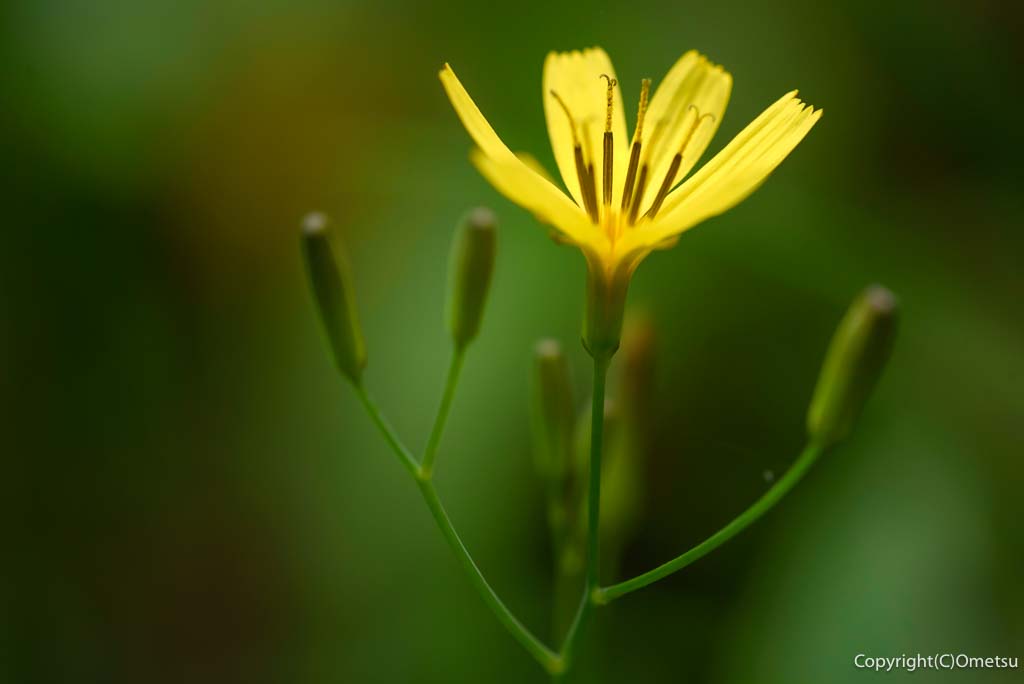 青梅丘陵・ニガナの花