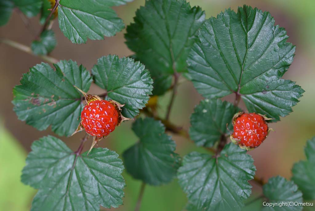 青梅丘陵の、ニガイチゴ