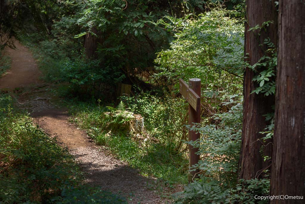 青梅丘陵・登山道