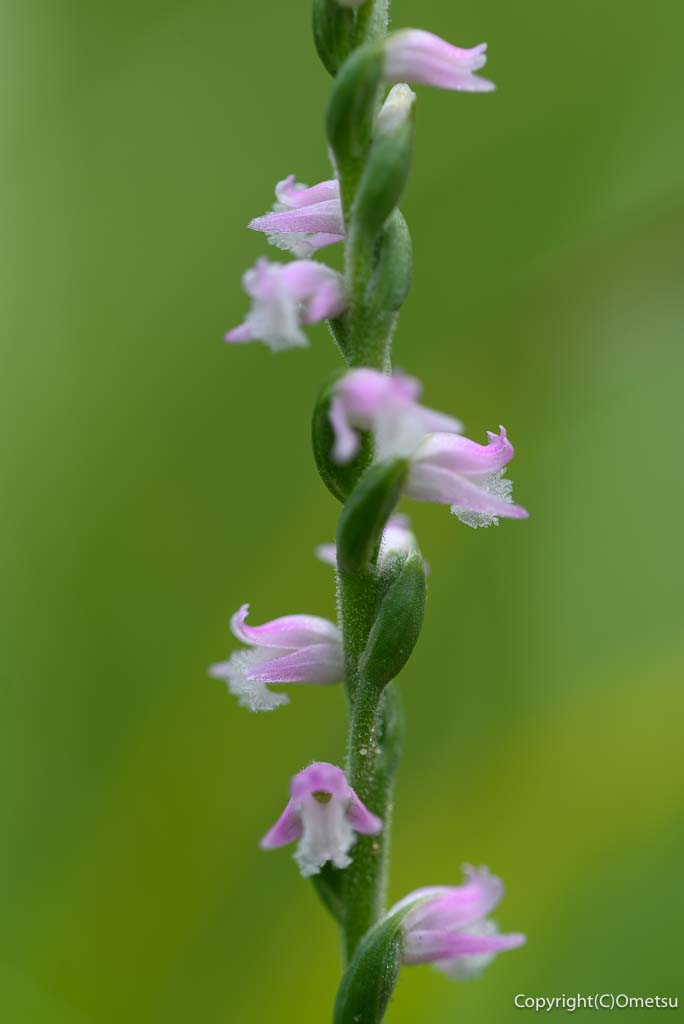青梅丘陵の、ネジバナ