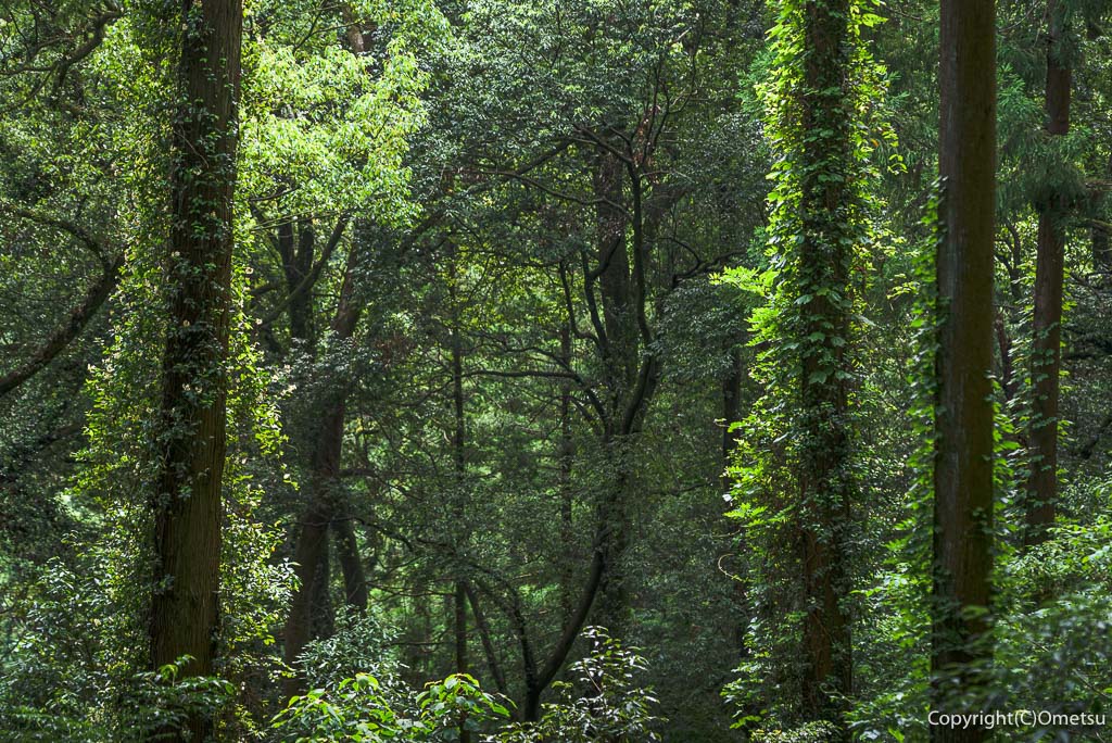 青梅丘陵の森
