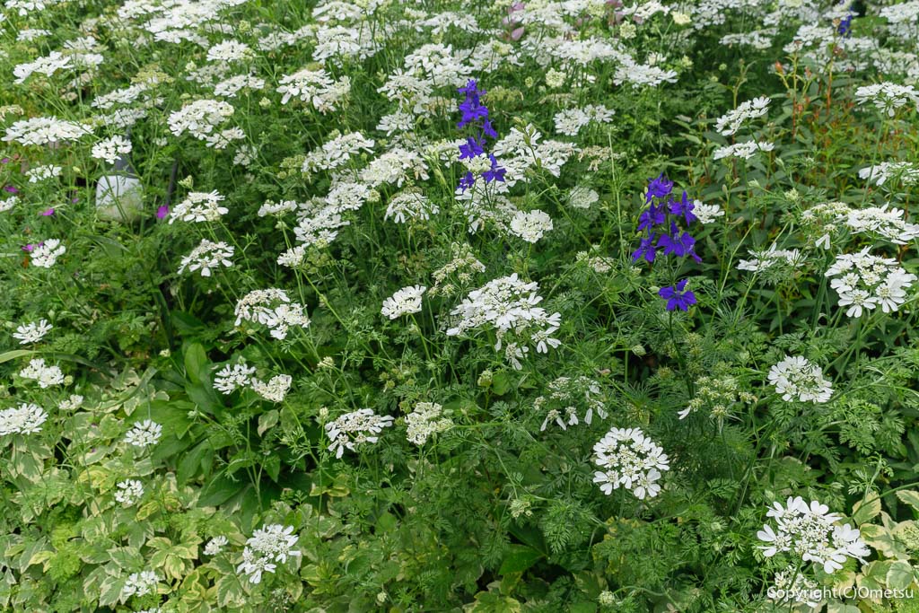 青梅市・成木のレストラン「コンブリオ」のオルレア