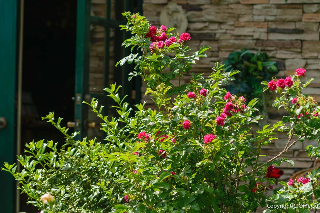 青梅市・成木のレストラン「コンブリオ」のバラ