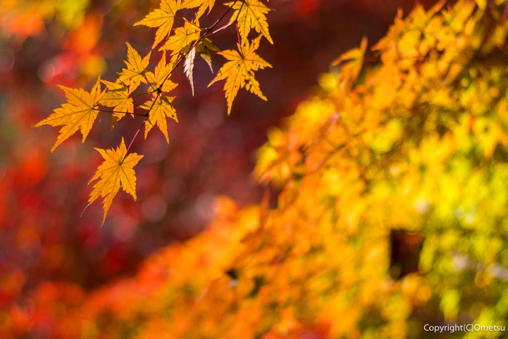 新座市・睡足軒の紅葉き