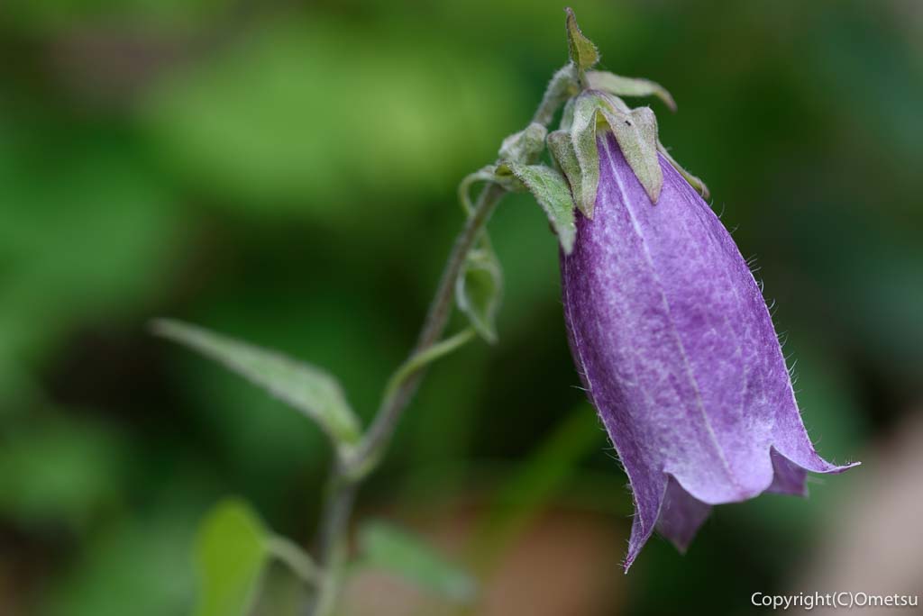 あきる野市・五日市のヤマホタルブクロ