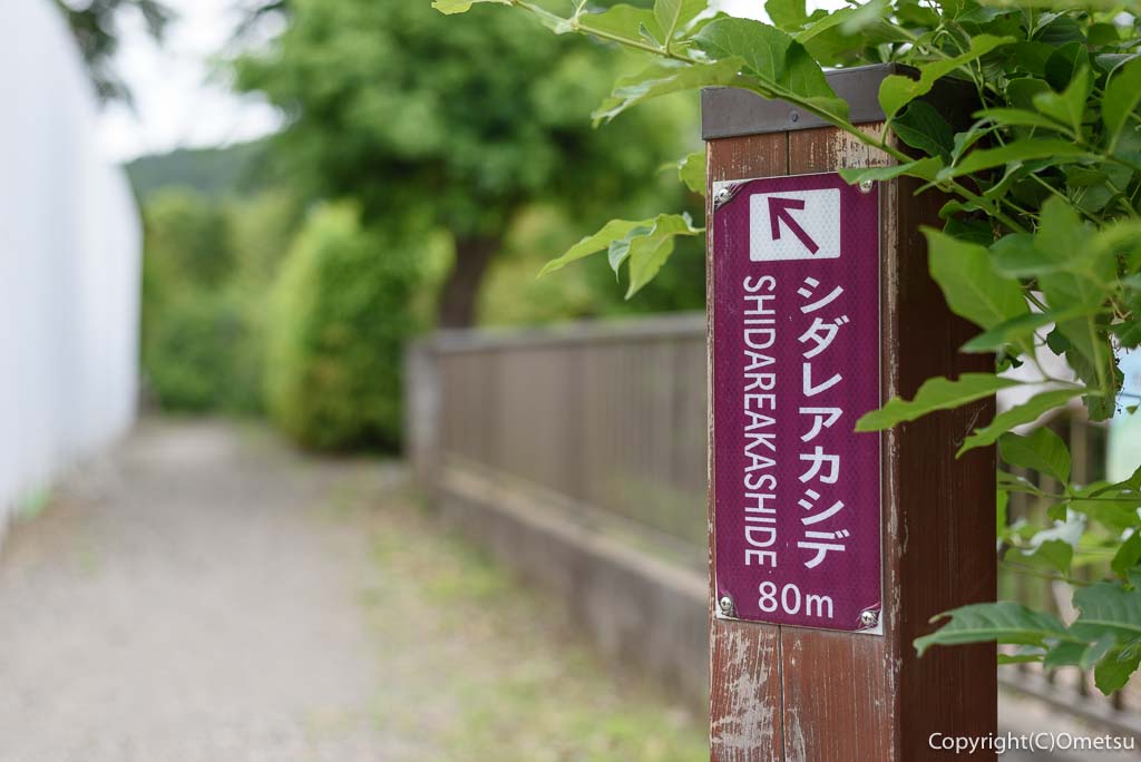 日の出町・幸神神社の、シダレアカシデ方面の道標
