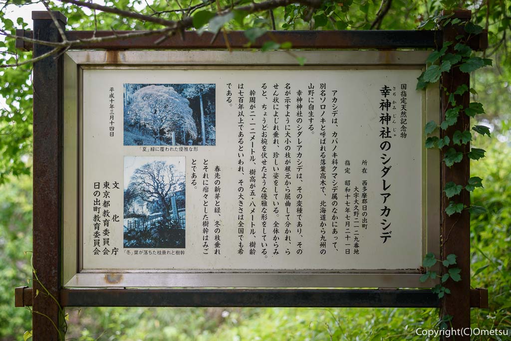 日の出町・幸神神社の、シダレアカシデ説明版