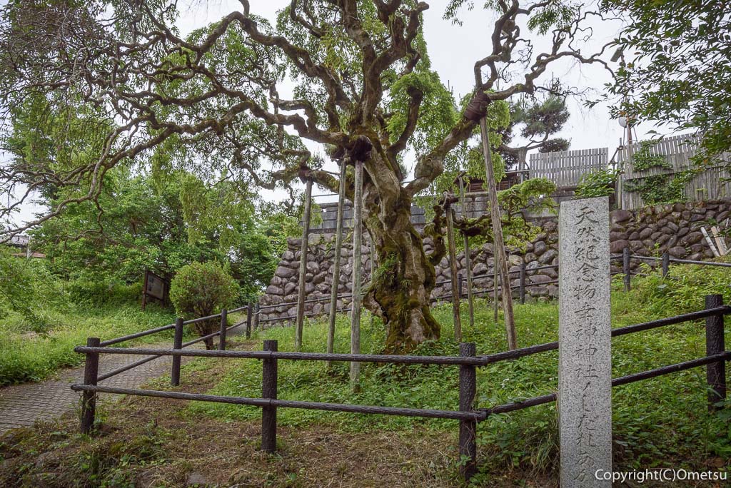 日の出町・幸神神社の、シダレアカシデ