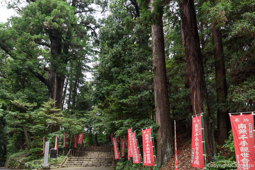 青梅市・塩船観音寺の、大杉