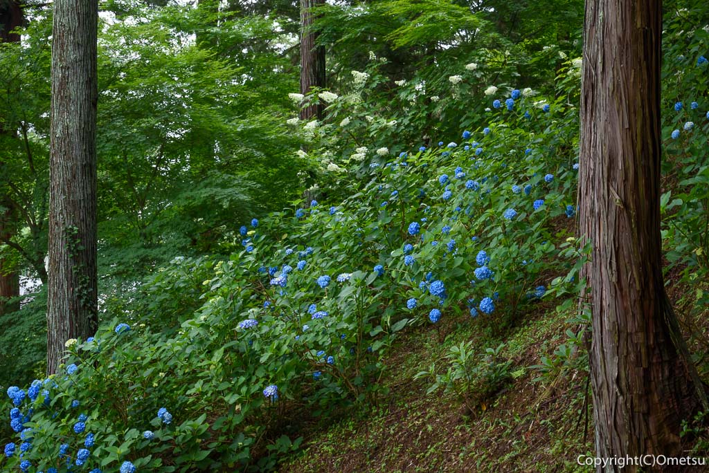 青梅市・塩船観音寺の、アジサイ園の森