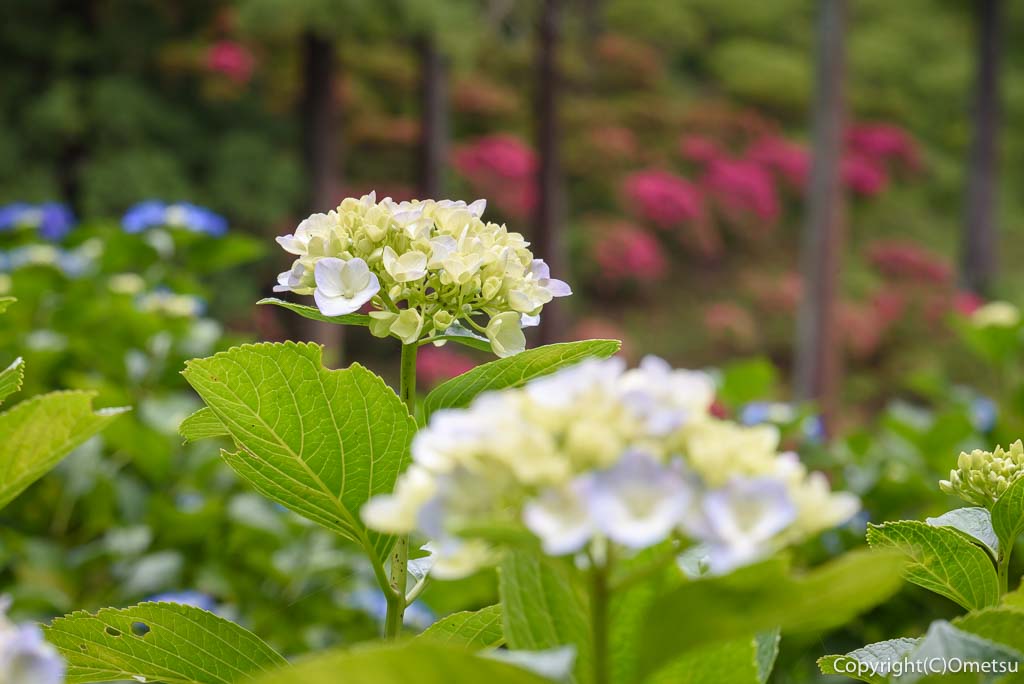 青梅市・塩船観音寺のアジサイと、霞丘陵自然公園のツツジ