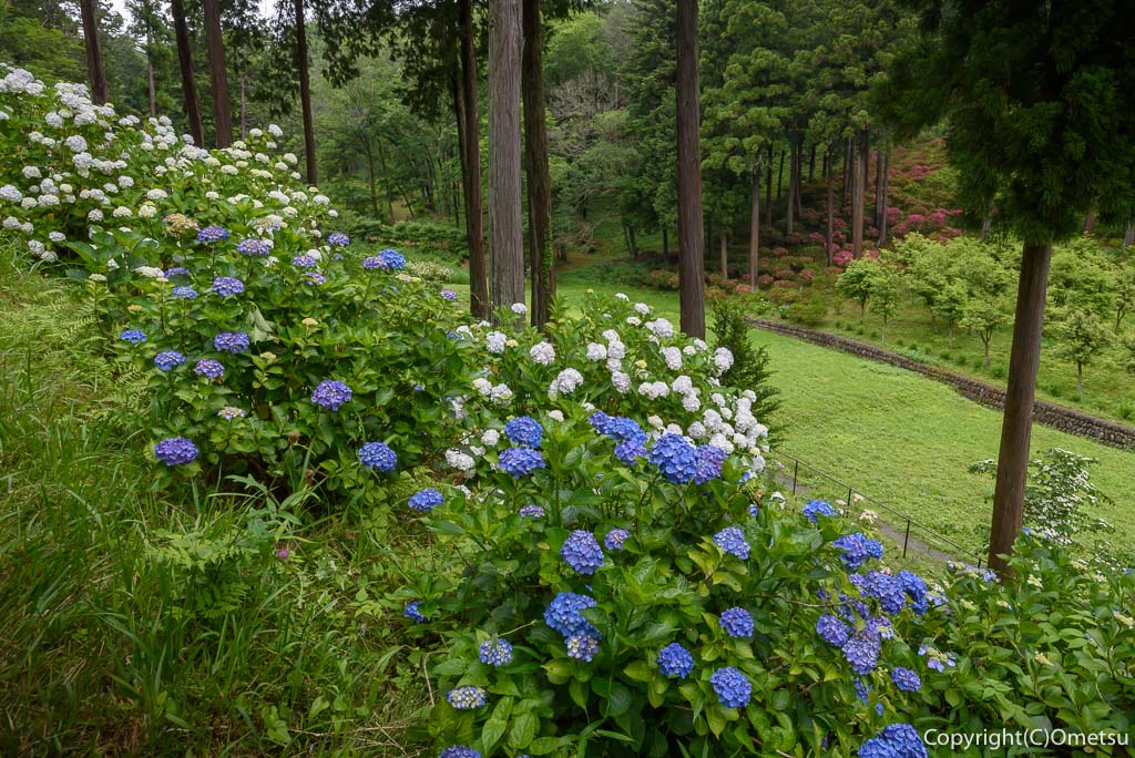 青梅市・塩船観音寺のアジサイ