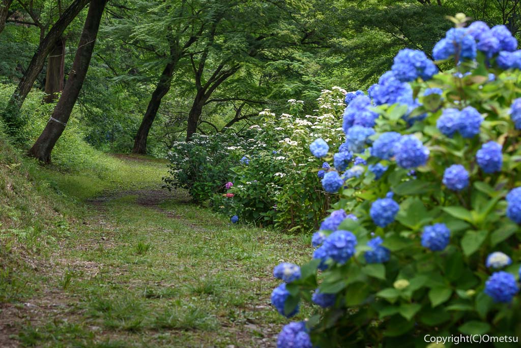 青梅市・霞丘陵自然公園のアジサイ