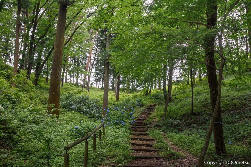 青梅市・霞丘陵自然公園のアジサイと雑木林