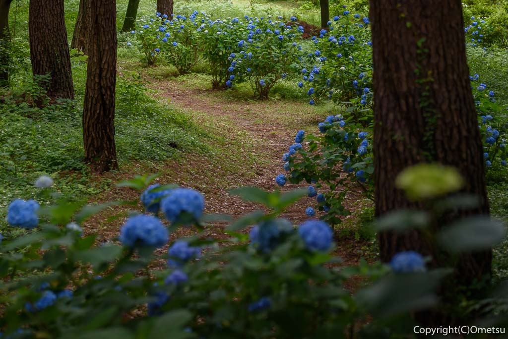 青梅市・霞丘陵自然公園のアジサイの小径