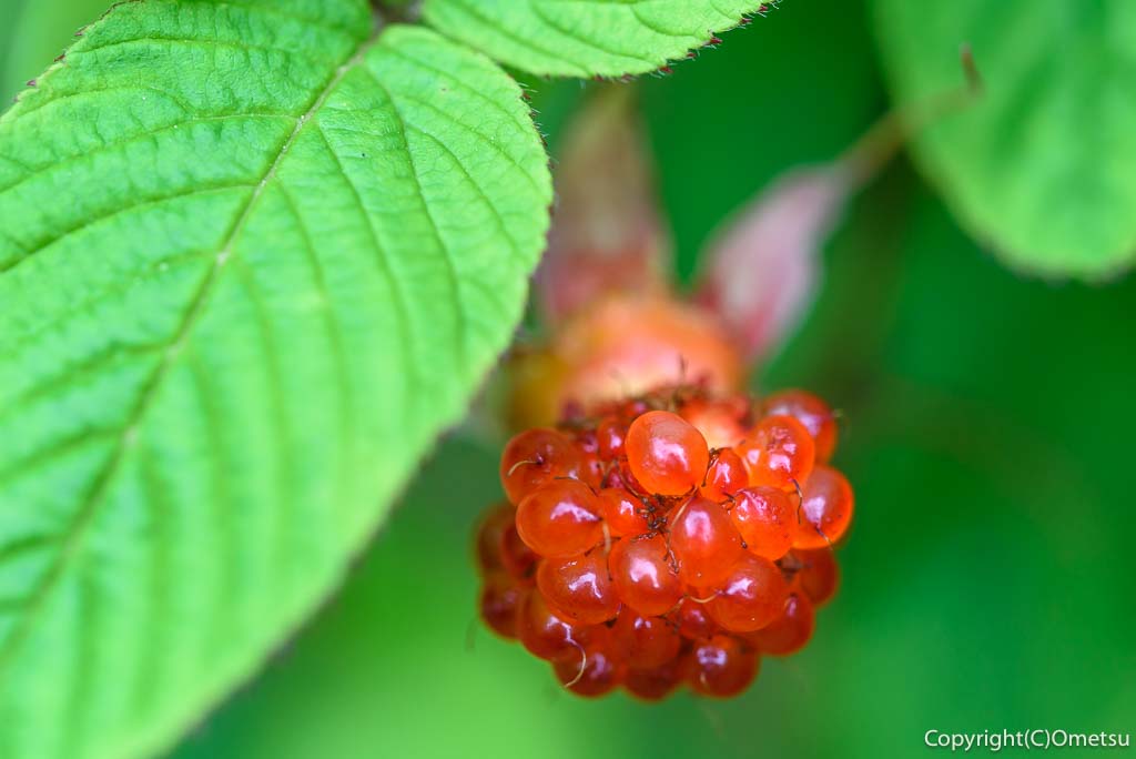 青梅市・霞丘陵ハイキングコースの、クサイチゴ