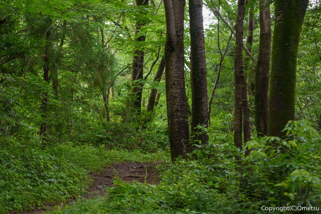 青梅市・霞丘陵ハイキングコースの、雑木林