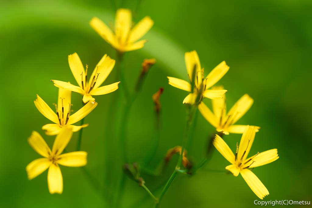 青梅市・霞丘陵ハイキングコースの、ニガナ