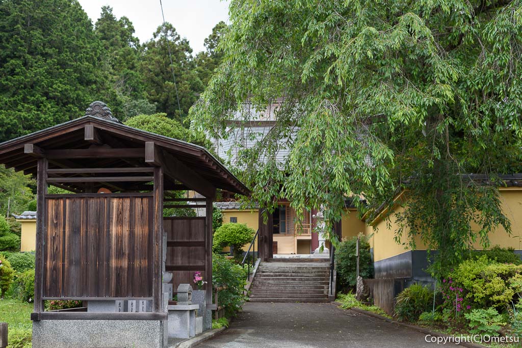 青梅市・真浄寺の、青葉のシダレザクラ