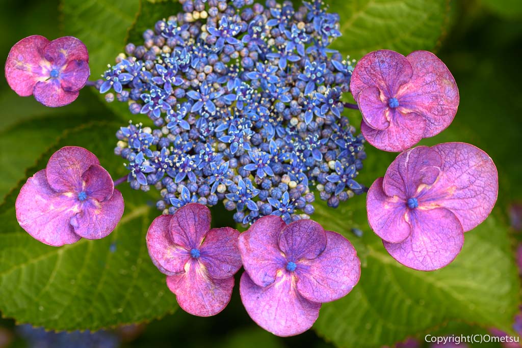 青梅市・真浄寺の、アジサイ