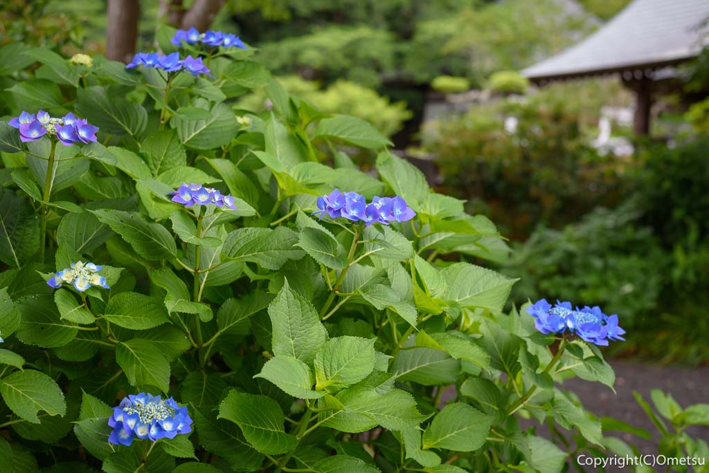 青梅市・真浄寺の、アジサイ