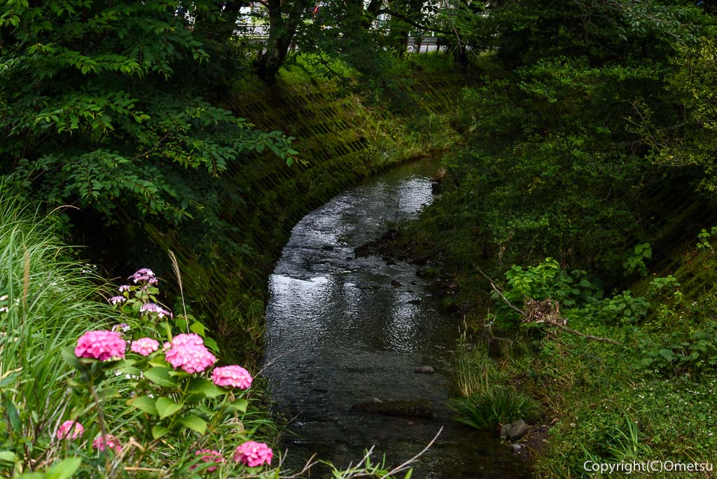 青梅市・霞川のアジサイ