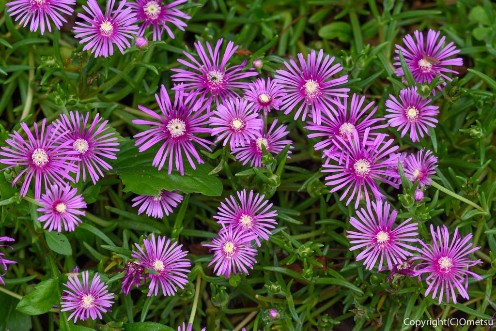 青梅市・霞川遊歩道付近の、花