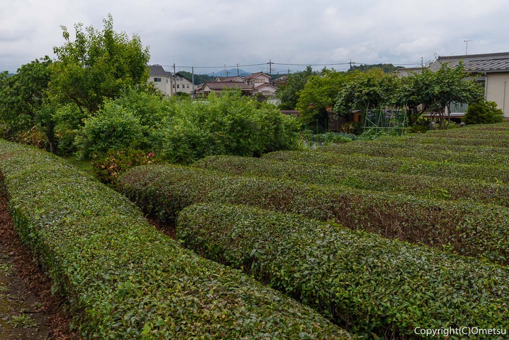 青梅市・霞川遊歩道付近の、茶畑