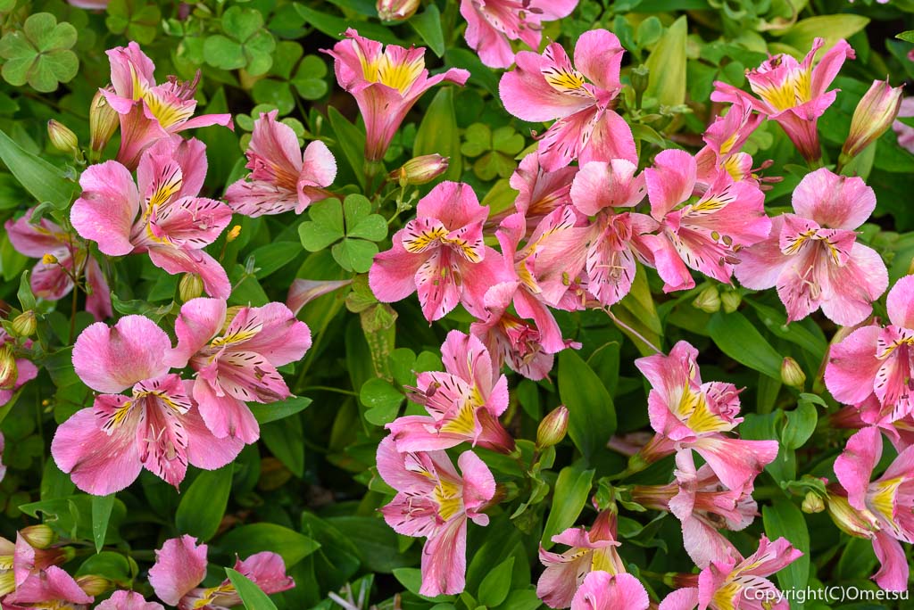 青梅市・霞川遊歩道付近の、花
