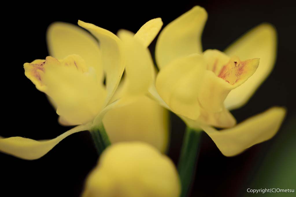 府中市・浅間山公園のキンラン