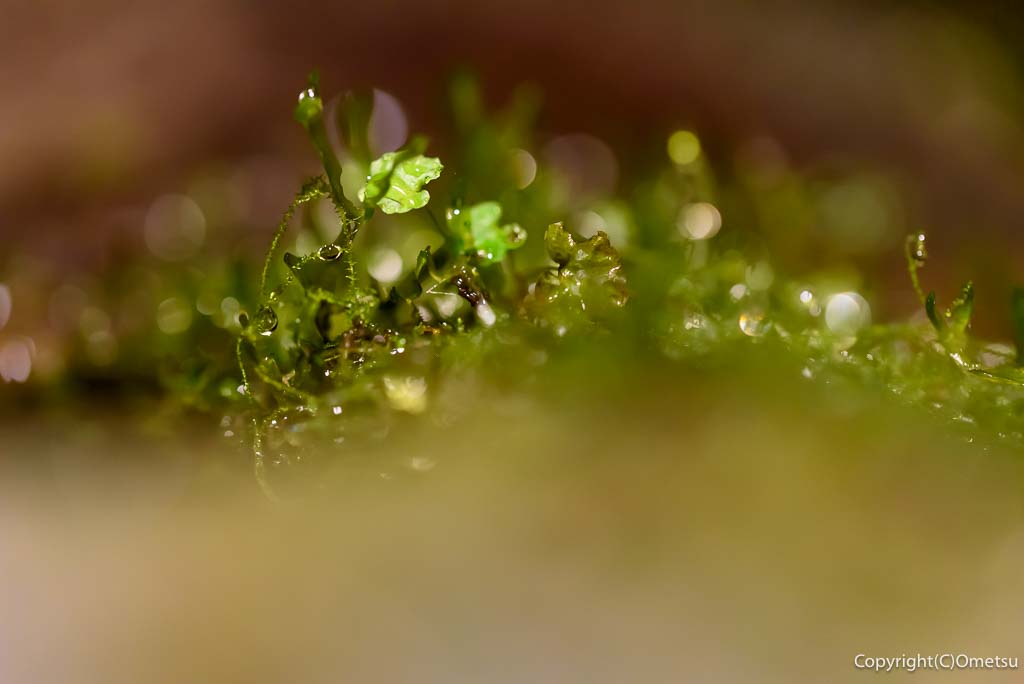東京都あきる野市・大岳鍾乳洞内の、植物