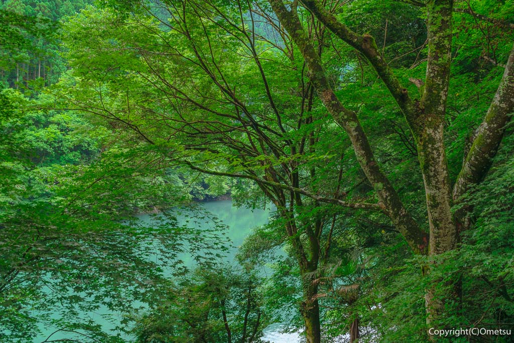 奥多摩町の「しろまるカフェ」の森と、白丸湖