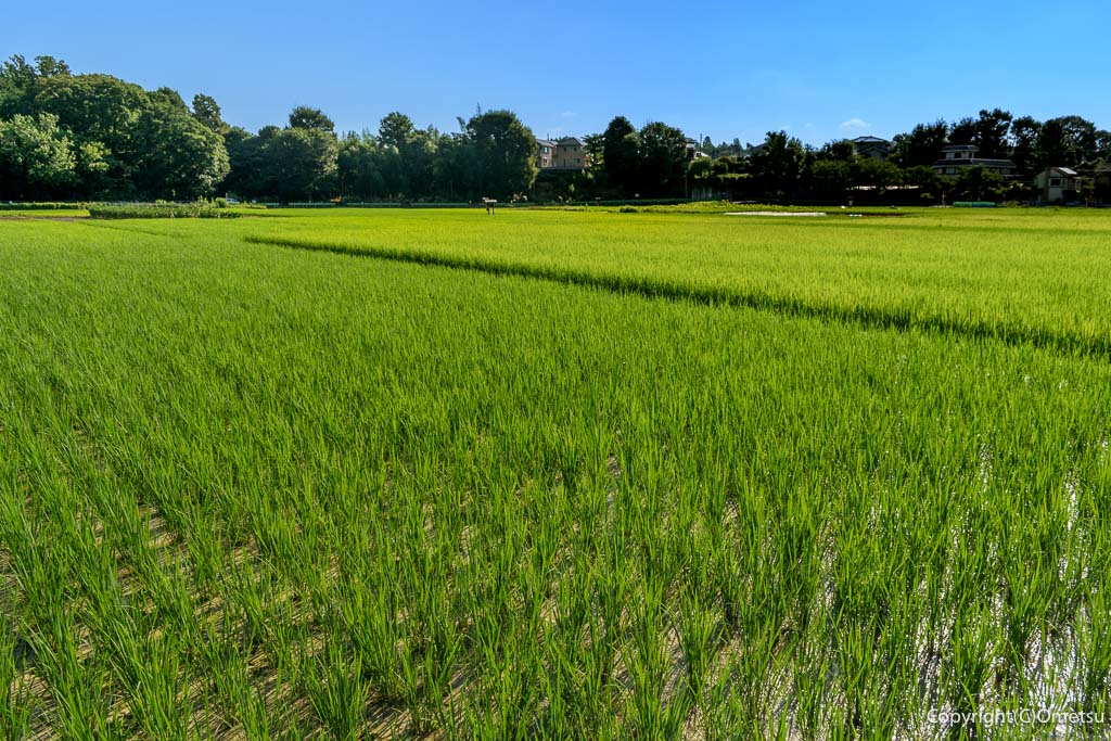 羽村市・根がらみ前水田