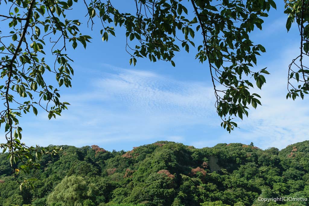 羽村市・根がらみ前水田近くの里山
