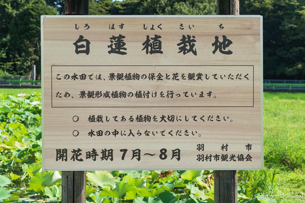 羽村市・根がらみ前水田の、白蓮植栽地